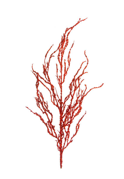 istock Christmas decorative red glitter leaves 1956523114