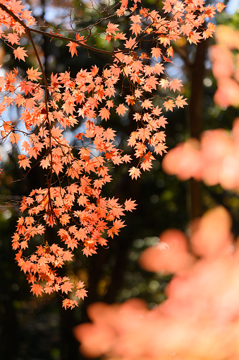 Autumn Scenery in Niigata Prefecture, Japan