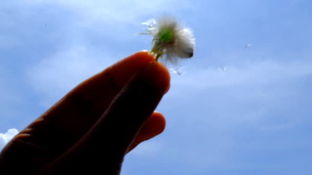 Dandelions blow in the wind