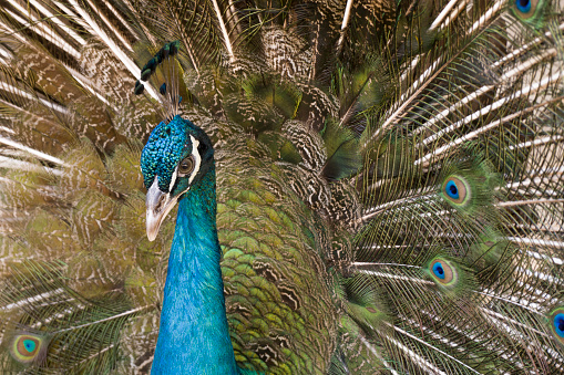 Peacocks are adult male peafowl large ground nesting birds with colourful feathers used in fashion and design Asia