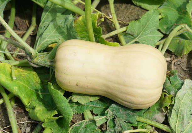 ripe butternut squash in the field during harvest season - planting growth plant gourd zdjęcia i obrazy z banku zdjęć