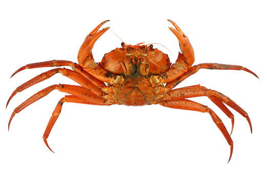 raw Atlantic red crab isolated on white background