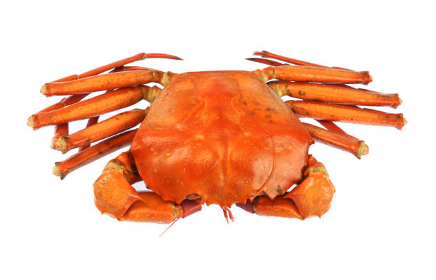 istock single steamed red crab isolated on white background 1956558978