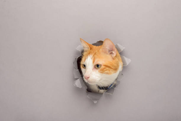 istock Orange and white cat peeks through a torn paper background. Surprise concept. 1956559469