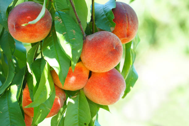 istock close up on fresh peaches on the branch 1956559613