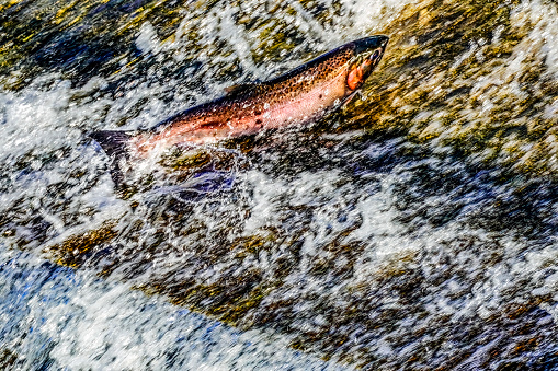 An atlantic salmon attempting to jump up a waterfall in the Scottish Highlands, on a journey to spawning grounds.