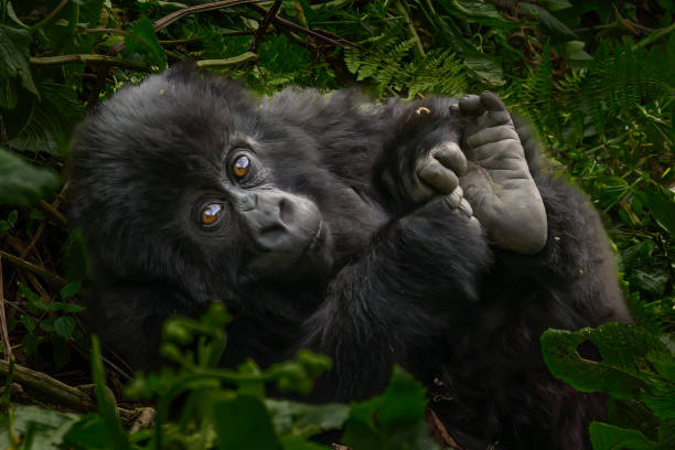 baby gorilla - 2333 imagens e fotografias de stock