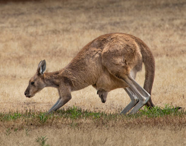 istock Mother and baby kangaroo 1956569937