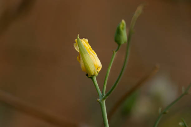 yellow flower on a green background. close-up. nature - bouquet namibia wildflower africa imagens e fotografias de stock