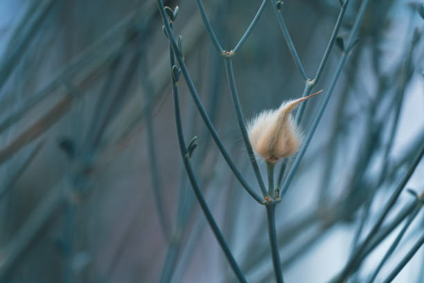 Close up of a fluffy willow twig on a blurred background