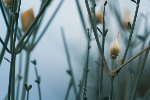 istock Close up of a fluffy willow twig on a blurred background 1956574573