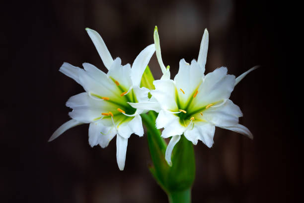istock White lily flower on dark background with copy space for text. 1956574588