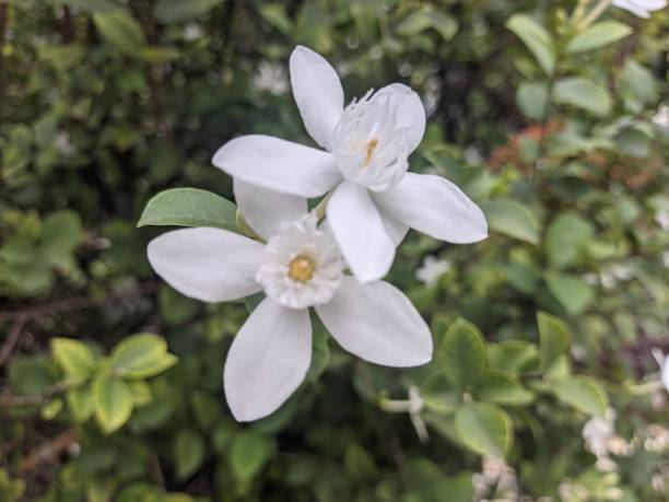 istock White Arabian jasmine sambac in macro perspective 1956594657