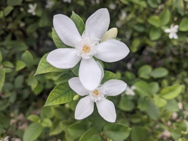 istock White Arabian jasmine sambac in macro perspective 1956594661