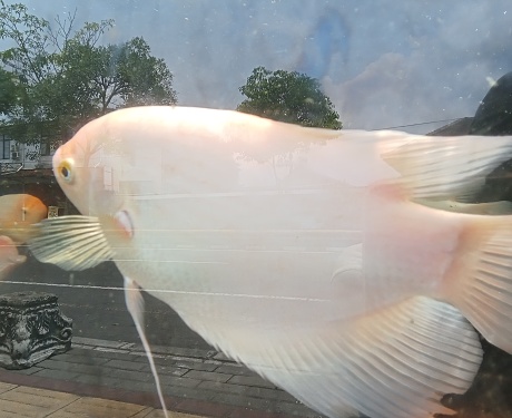 Gourami fish are kept in aquariums