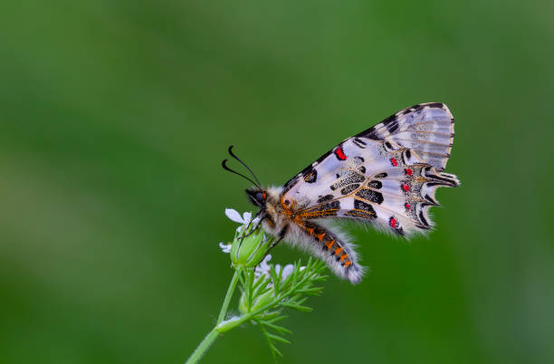 istock Zerynthia cerisyi 1956649417