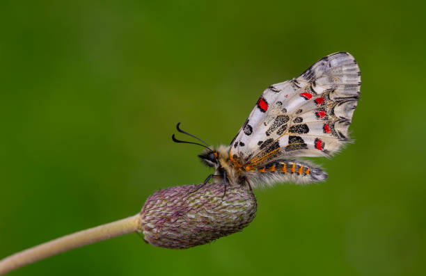 istock Zerynthia cerisyi 1956649423