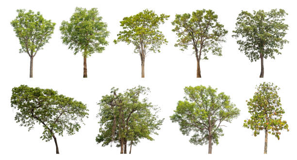 istock Collection tree cut out from original background and replace with white background for easy to selection. 1956655089