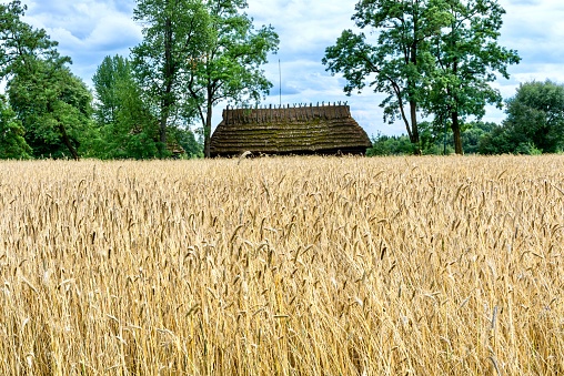 Harvest is the time of harvesting mainly cereal plants (rice, wheat, rye, oats, barley,...). The harvest time for winter grain falls in July, usually the hottest month of the year.