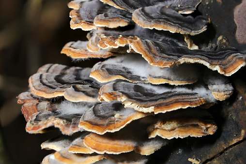 Cluster of Trametes versicolor mushrooms covered with white cotton-like mycelium (Natural+flash light, macro close-up photography)