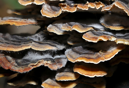 Cluster of Trametes versicolor mushrooms covered with white cotton-like mycelium (Natural+flash light, macro close-up photography)