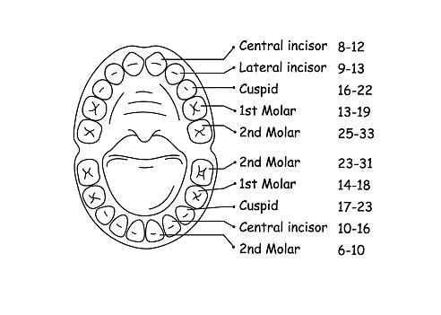 Diagram of the anatomy of the jaw and teeth in a child. Vector illustration.