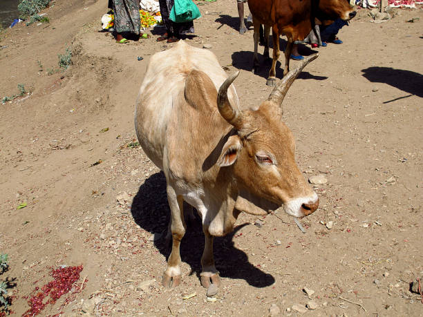 the cow in field of ethiopia - dancing africa ethiopian culture ethiopia foto e immagini stock