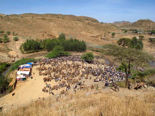 the local market near kombolcha city in ethiopia, africa - dancing africa ethiopian culture ethiopia foto e immagini stock