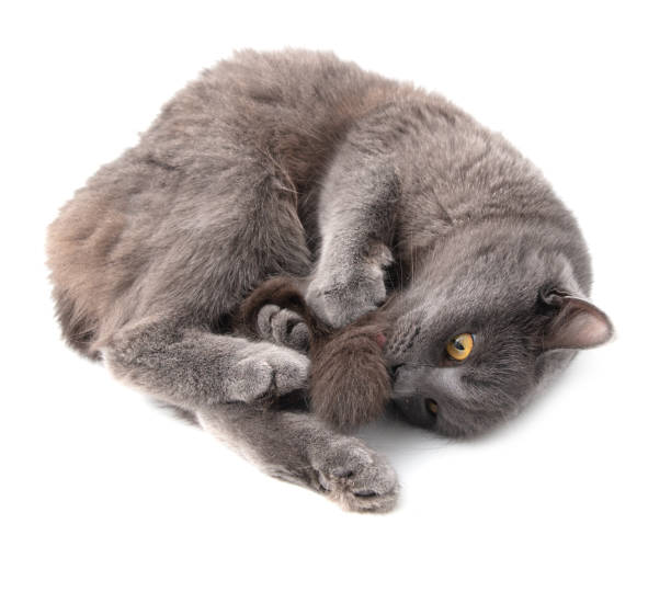 istock Gray cat lies on a white background 1956699053