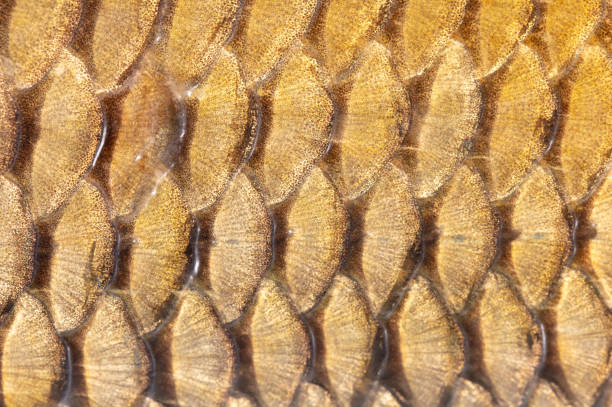 Scales on a fish as an abstract background. Texture.