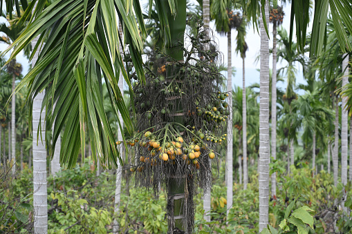 Areca nut fruit in a Areca nut plantation in Aceh, Indonesia