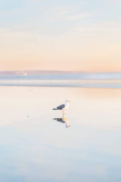 istock Solo Seagull at Sunset 1956729760