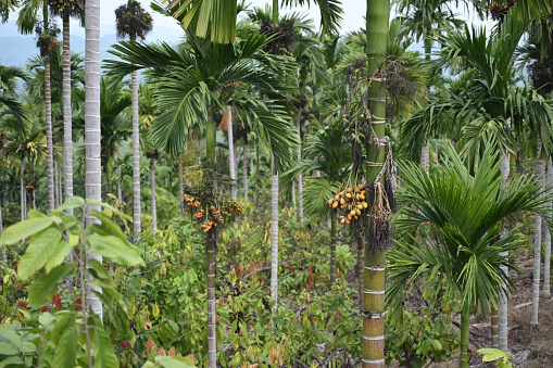 Areca nut fruit in a Areca nut plantation in Aceh, Indonesia