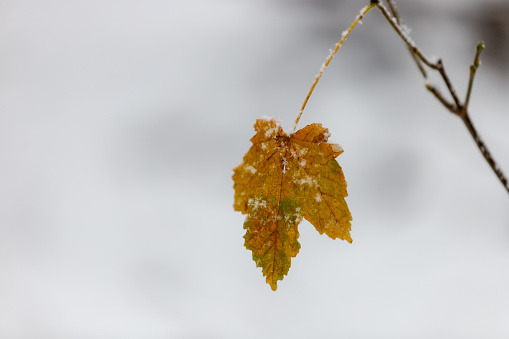 Yellow maple leaf on snowy background. Close up.