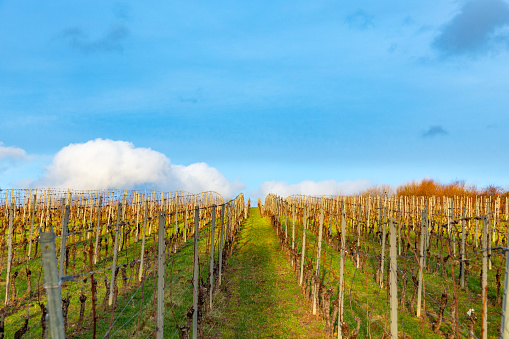 vineyard in winter time with small grapes under blue sky