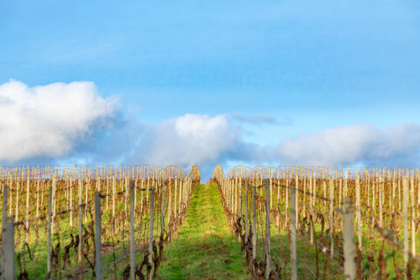 vineyard in winter time with small grapes under blue sky