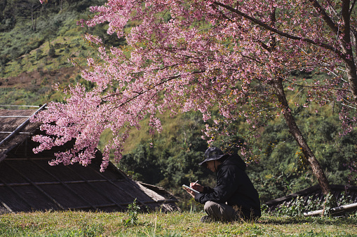 travel and work concept with solo freelancer man sit under cherry blossom tree and use tablet work with layer of mountain background