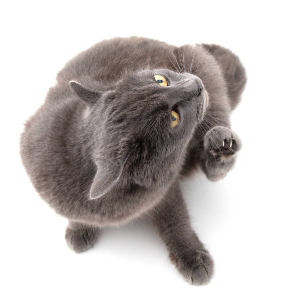 istock Gray cat scratches its paw on a white background 1956802049