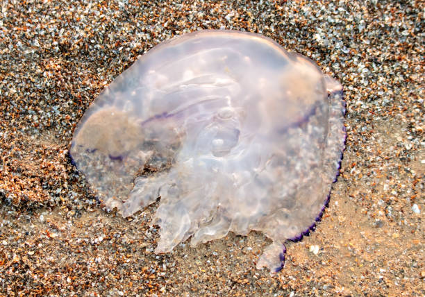 istock Jellyfish on the seashore at sunset 1956804166