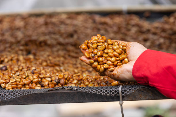 istock Honey coffee drying process by sunlight in greenhouse. 1956806291