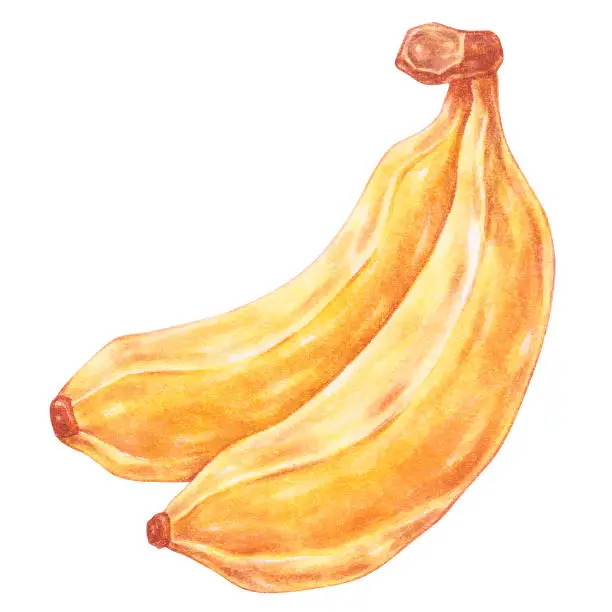 Vector illustration of banana watercolor style, ingredient of japanese curry