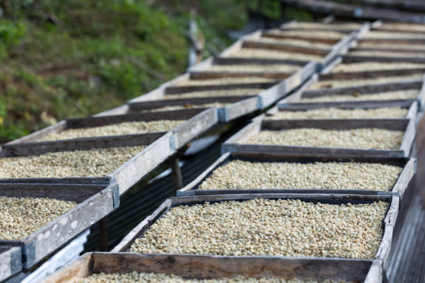 istock Coffee beans drying in the sun 1956806840
