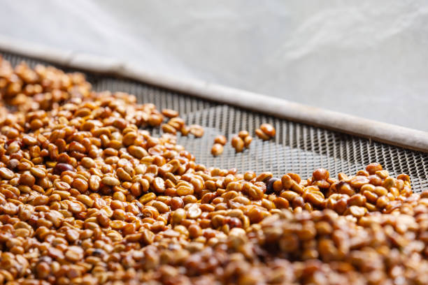 In the enchanting process of crafting honey coffee, freshly harvested beans undergo a meticulous journey—carefully pulped and then dried with a sweet, sticky residue, resulting in a brew that marries the richness of coffee with the nuanced sweetness of honey, a symphony of flavors in every sip.