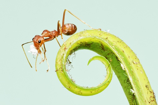 Ant Climbing Bird's Nest Fern Leaf Carrying stuff in mouth - animal behavior.