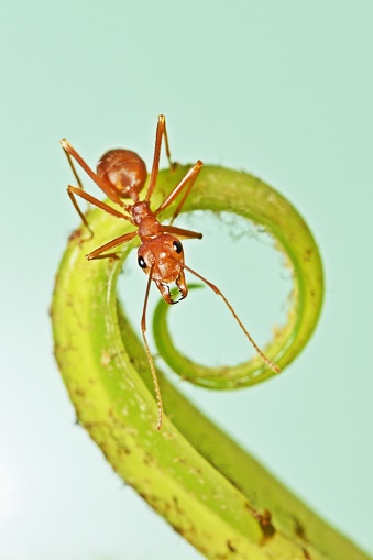 Ant Climbing Curved Bird's Nest Fern Leaf - animal behavior.