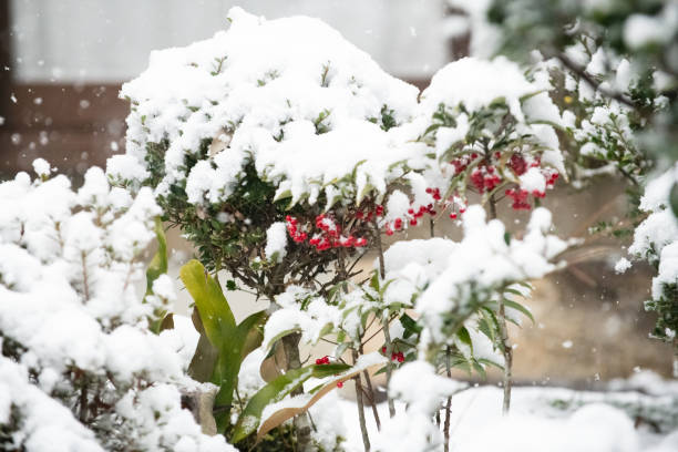 istock Coralberry covered with the first snow 1956826703