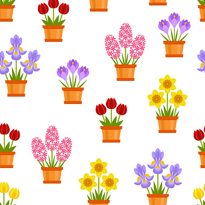 Spring cute flowers in pots seamless pattern. Vector illustration of red and yellow tulip, daffodil, crocus, iris and pink hyacinth Isolated on white background. Simple flat bright Illustration.