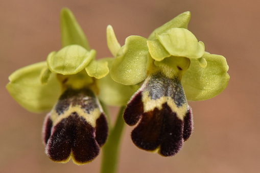 Orchids are the beauties of the nature and this photo is taken in Kyrenia mountain region in Cyprus. Ophrys iricolor or inother words Rainbow Ophrys is one of them.