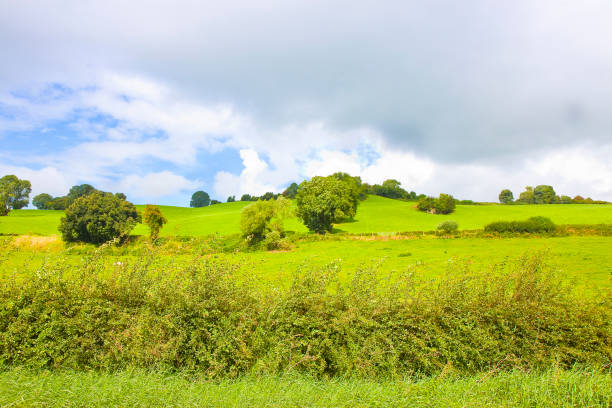 Panoramic Irish landscape with a green field, hills and trees on cloudy sky (Ireland)