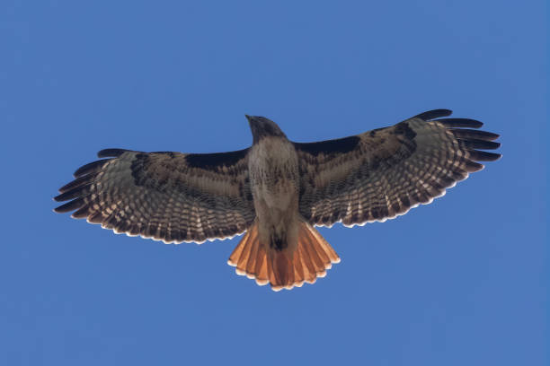 rotschwanzfalke im flug. bay area, kalifornien. - rotschwanzbussard stock-fotos und bilder